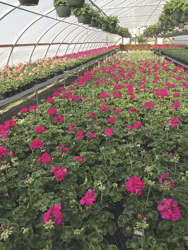 Costa Farm & Greenhouse